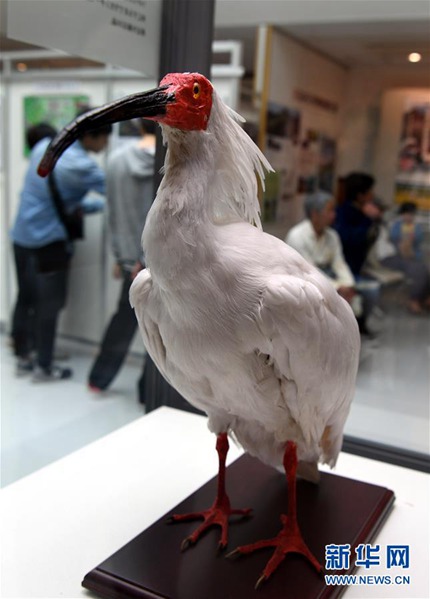 日本山林間的中國吉祥鳥——探訪佐渡朱鹮森林公園【4】
